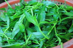 Thị trường - Tiêu dùng - Cây dại mọc tua tủa sau mưa, trước cho lợn ăn nay thành đặc sản, dân bán "hốt bạc"