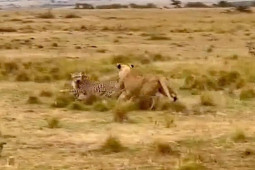 Media - Sư tử, báo đốm "tung võ" tát đối thủ túi bụi và chiến quả cho kẻ thắng trận