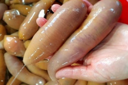 Thị trường - Tiêu dùng - Con vật có ngoại hình nhìn đã thấy đỏ mặt, giá tiền triệu/kg