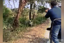 Thế giới - Bị tê giác rượt, đoàn du khách tháo chạy thục mạng