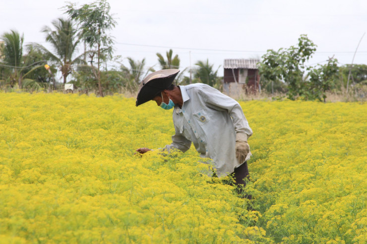 CLIP: Ngất ngây trước vẻ đẹp của cánh đồng hoa thì là tại Bạc Liêu - 1