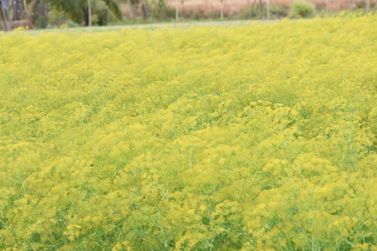 CLIP: Ngất ngây trước vẻ đẹp của cánh đồng hoa thì là tại Bạc Liêu - 2