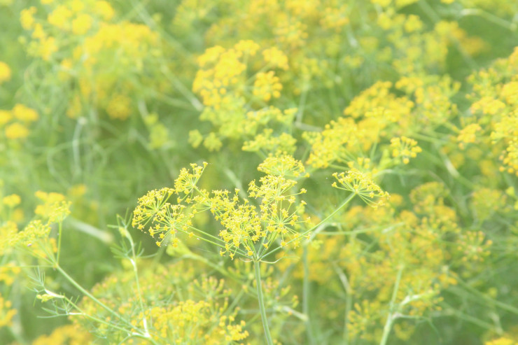 CLIP: Ngất ngây trước vẻ đẹp của cánh đồng hoa thì là tại Bạc Liêu - 3