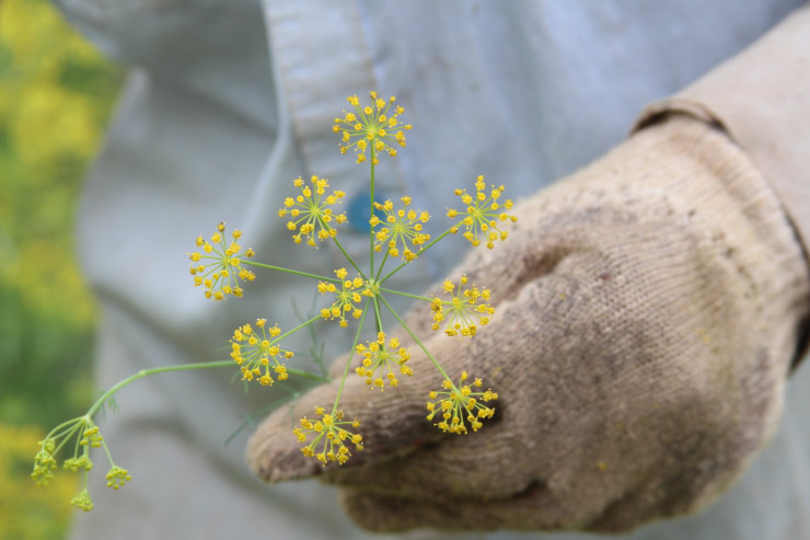 CLIP: Ngất ngây trước vẻ đẹp của cánh đồng hoa thì là tại Bạc Liêu - 4