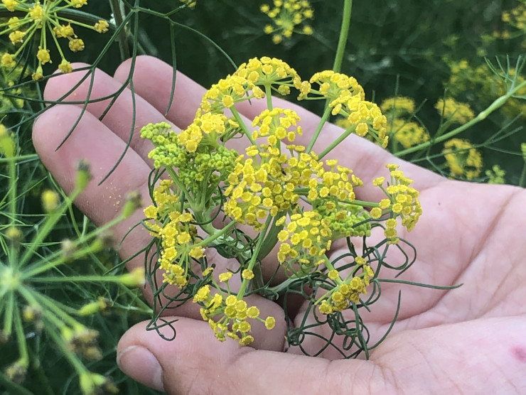 CLIP: Ngất ngây trước vẻ đẹp của cánh đồng hoa thì là tại Bạc Liêu - 5