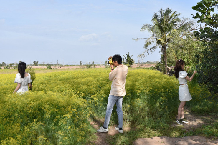 CLIP: Ngất ngây trước vẻ đẹp của cánh đồng hoa thì là tại Bạc Liêu - 6