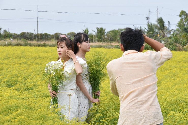 CLIP: Ngất ngây trước vẻ đẹp của cánh đồng hoa thì là tại Bạc Liêu - 7