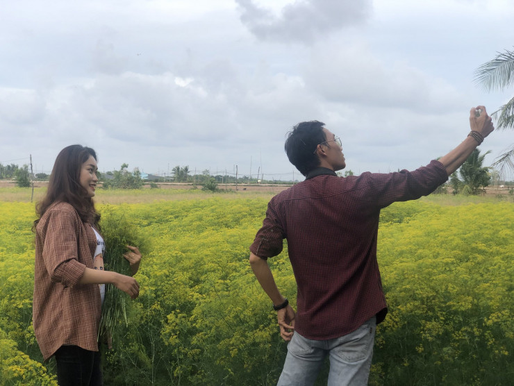 CLIP: Ngất ngây trước vẻ đẹp của cánh đồng hoa thì là tại Bạc Liêu - 8