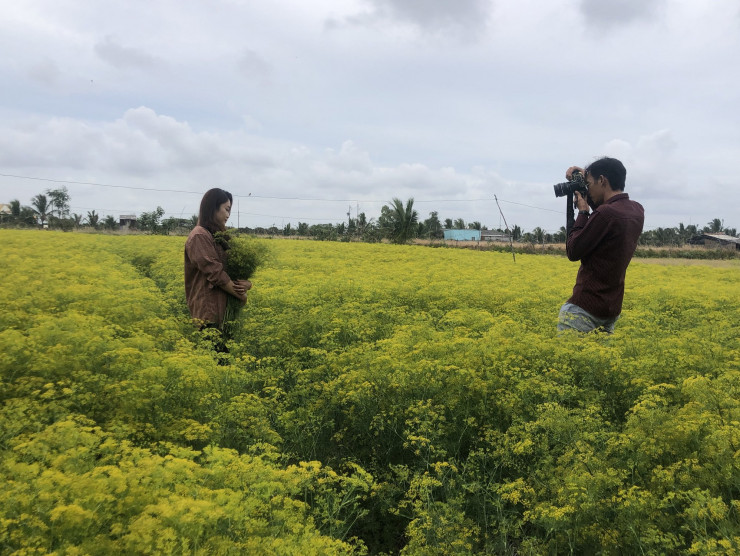 CLIP: Ngất ngây trước vẻ đẹp của cánh đồng hoa thì là tại Bạc Liêu - 9