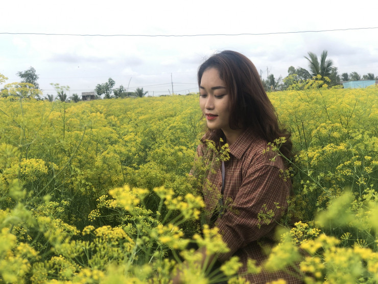 CLIP: Ngất ngây trước vẻ đẹp của cánh đồng hoa thì là tại Bạc Liêu - 10