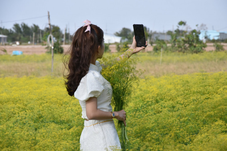 CLIP: Ngất ngây trước vẻ đẹp của cánh đồng hoa thì là tại Bạc Liêu - 12