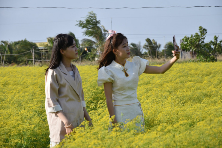 CLIP: Ngất ngây trước vẻ đẹp của cánh đồng hoa thì là tại Bạc Liêu - 14