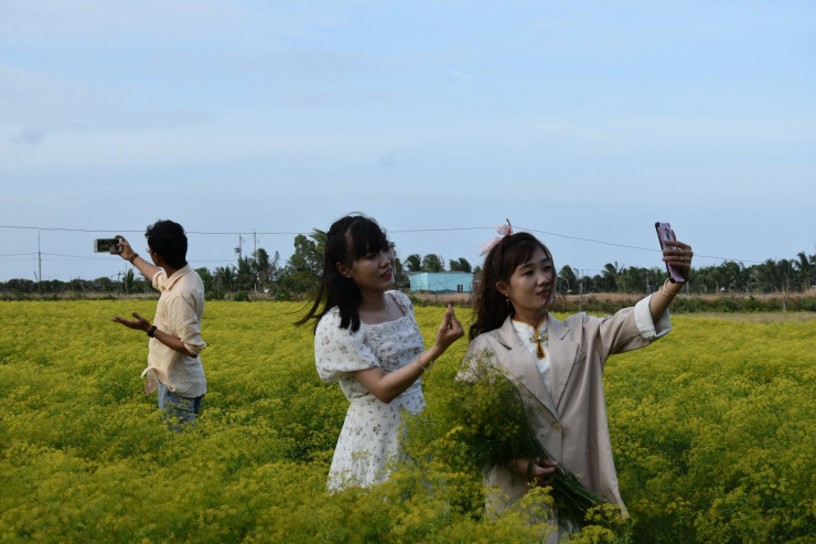 CLIP: Ngất ngây trước vẻ đẹp của cánh đồng hoa thì là tại Bạc Liêu - 15