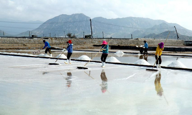 Thời tiết Ninh Thuận đang nắng nóng, thuận lợi cho diêm dân sản xuất muối có năng suất cao và đạt chất lượng. Cùng với đó, giá muối đang ở mức cao lịch sử hơn 2,2 triệu đồng/tấn.