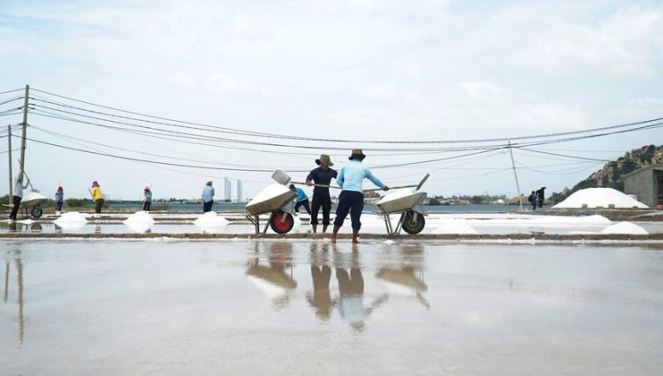 Ông Phan Hồng Hùng (ngụ xã Tri Hải, huyện Ninh Hải, tỉnh Ninh Thuận) cho biết đồng muối 5.000 m2 muối nền đất của gia đình mỗi tuần thu hoạch được được khoảng 7 tấn. "Thời tiết thuận lợi như vậy thì mỗi tuần cào một lần được khoảng 7 tấn. Hiện thương lái đang thu mua với giá 2,2 triệu đồng/tấn. So với mọi năm thì giá muối đang tăng gấp đôi"- ông Hùng nói.