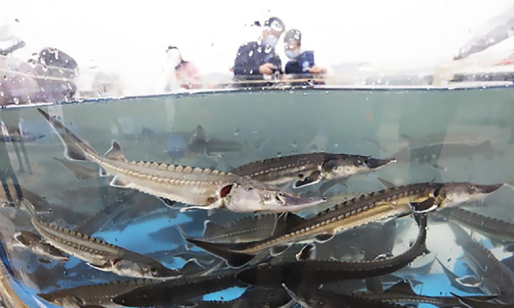 Cá tầm Kaluga có tên khoa học là Huso dauricus, hay còn được biết đến với tên gọi là cá Hoàng
