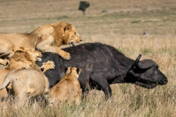 Đàn sư tử thay nhau tung đòn hiểm, trâu rừng ”khủng” phản kháng trong vô vọng