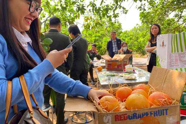 Bưởi Texas có màu đỏ cam, vị chua hơn bưởi Diễn. (Ảnh: Thu Loan)