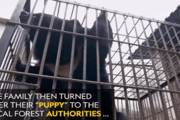 Thế giới - Trung Quốc: Nuôi "chó ngao Tây Tạng" suốt 2 năm, "ngã ngửa" vì sự thật bất ngờ