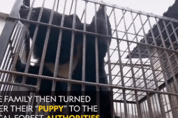 Thế giới - Trung Quốc: Nuôi "chó ngao Tây Tạng" suốt 2 năm, "ngã ngửa" vì sự thật bất ngờ