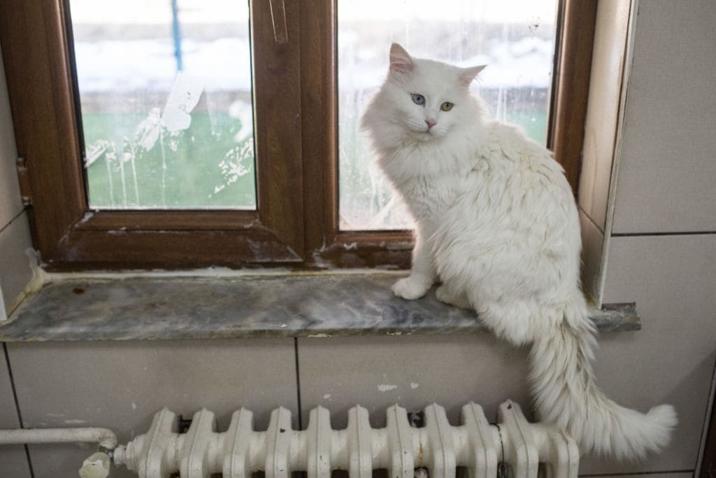 Con mèo Smokey bị gãy xương sườn sau khi bị đánh