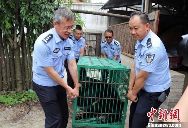 Con gấu sau đó đã được chuyển đến nơi ở mới an toàn.