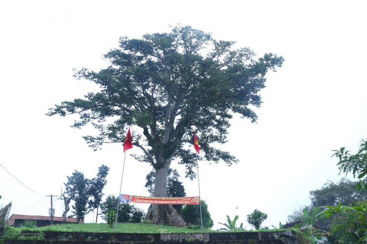 Cây sui Diên Tràng thuộc xóm 6, xã Thanh Phong, huyện Thanh Chương, Nghệ An. Từ xa, mọi người có thể nhận ra cây sui cổ thụ tọa lạc trên đỉnh núi Tròn.