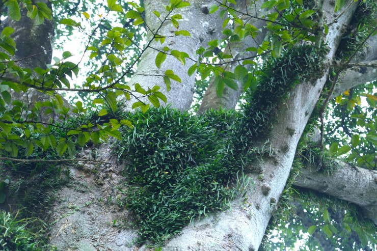 Vẻ đẹp kỳ thú ‘có một không hai’ của cây sui cổ thụ xứ Nghệ - 7