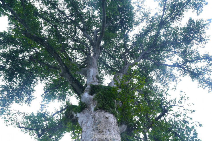 Vẻ đẹp kỳ thú ‘có một không hai’ của cây sui cổ thụ xứ Nghệ - 6
