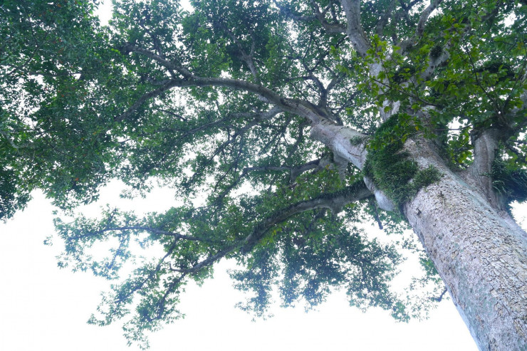 Vẻ đẹp kỳ thú ‘có một không hai’ của cây sui cổ thụ xứ Nghệ - 8