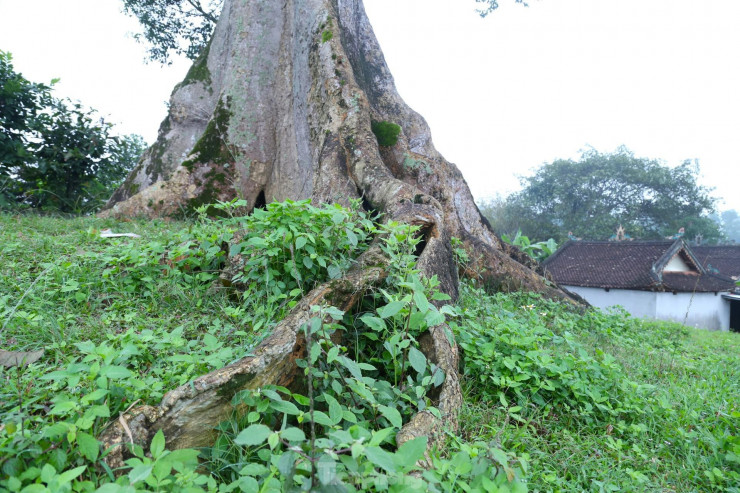 Vẻ đẹp kỳ thú ‘có một không hai’ của cây sui cổ thụ xứ Nghệ - 10