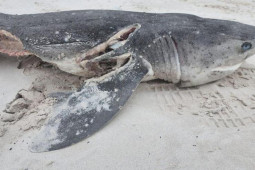 Bộ đôi cá voi sát thủ giết chết 17 con cá mập trắng