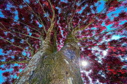 Mãn nhãn hình ảnh cây trâm lá đỏ khoe sắc trên cao nguyên Lâm Đồng