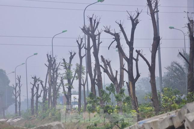 Công ty nước Sông Đà sẽ trồng bù loạt cây xanh chết khô ở Đại lộ Thăng Long - 1