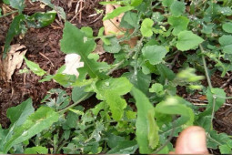 Thị trường - Tiêu dùng - Cây dại trước nhổ bỏ không ngờ là đặc sản, nay dân hái bán kiếm "bộn tiền"