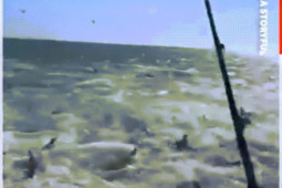 Thế giới - Hãi hùng cảnh hàng trăm con cá mập săn mồi giữa biển