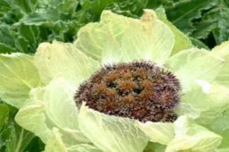 Thị trường - Tiêu dùng - “Bắp cải nở hoa” trên núi, giá đến hàng trăm triệu mà không ai dám hái