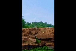 Thế giới - Video: Hổ mang chúa khổng lồ &quot;đứng thẳng&quot; cao như người gây kinh ngạc 