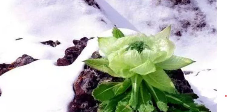 “Bắp cải nở hoa” trên núi, giá đến hàng trăm triệu mà không ai dám hái - 3