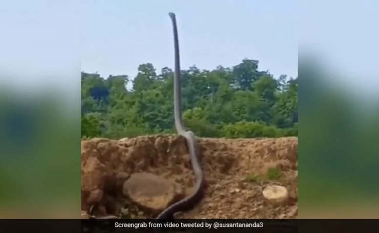Con rắn hổ mang khổng lồ "đứng thẳng" gây kinh ngạc ở Ấn Độ.