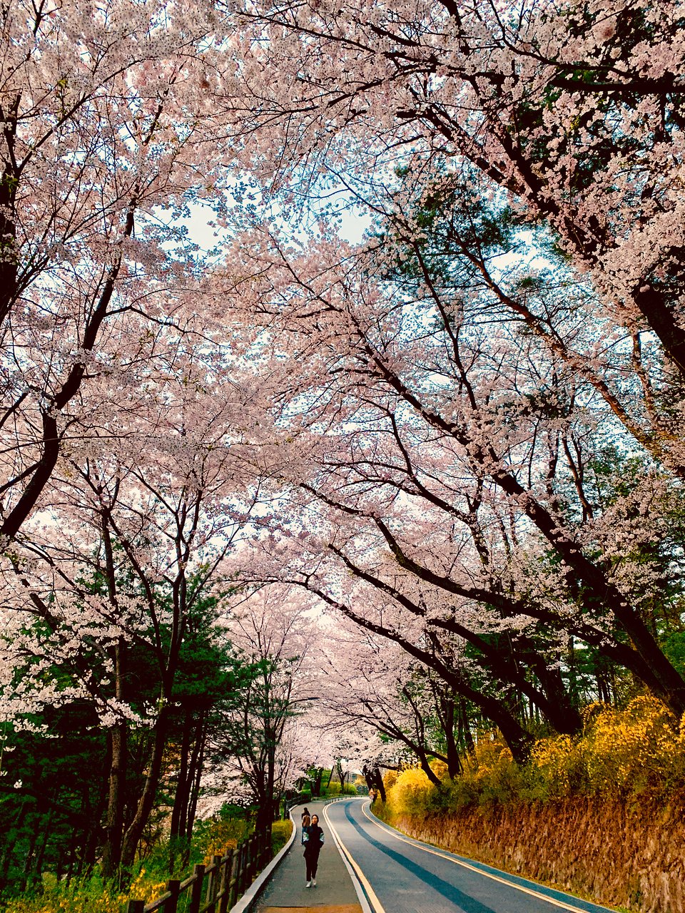 Vẻ đẹp mùa xuân từ “Hòn đảo thiên đường” - Nami
