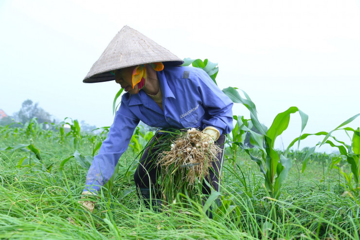 “Giá hành tăm các năm trước dao động từ 20.000 - 30.000 đồng là cao nhất, chính vụ hành rớt giá chỉ còn 10.000 - 15.000 đồng/kg và khó tiêu thụ. Năm nay, giá hành cao hơn, lại dễ bán hơn”, bà Nguyệt chia sẻ.