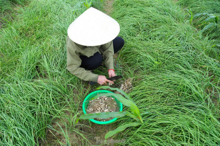 Hành sau khi nhổ sẽ được cắt bỏ phần lá ngay tại ruộng.