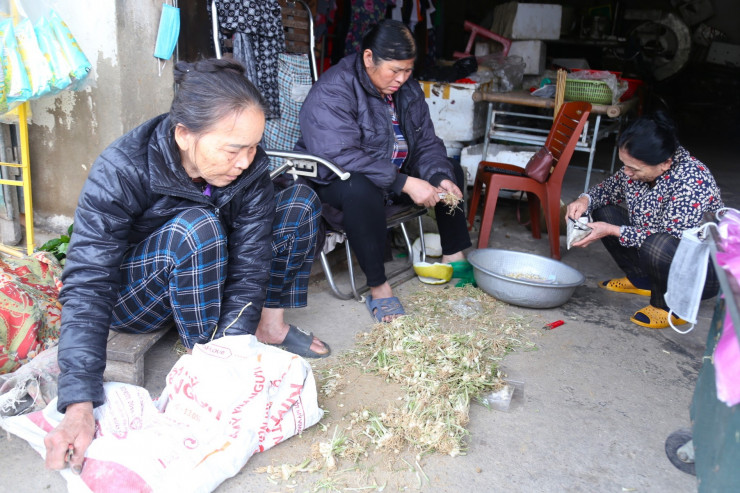 Hành sau khi được thu hoạch sẽ được cắt bỏ phần rễ sạch sẽ trước khi nhập cho thương lái.