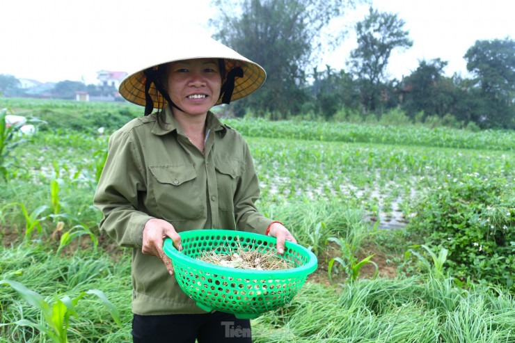 “Năm nay, tôi trồng hơn 1 sào hành, nhờ chăm sóc tốt, hành cho củ to đều, đẹp, năng suất đạt khoảng 4 - 4,5 tạ/sào, cao hơn năm trước. Dù trồng diện tích ít hơn nhưng hành được thu mua với giá cao, chúng tôi mừng lắm”, chị Hà cho hay.