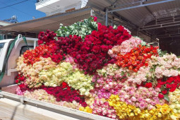 Thị trường - Tiêu dùng - Hoa hồng tăng giá "chóng mặt", dân buôn có hàng chục nghìn bó/ngày vẫn không đủ bán