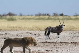 Media - Dùng "đôi kiếm" lợi hại, linh dương đại chiến với bầy sư tử