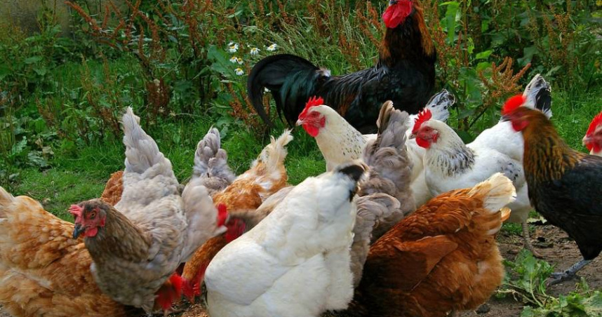 Công ty yêu cầu ứng viên phải có kinh nghiệm ở vị trí tương đương và từng tốt nghiệp ngành chăn nuôi hoặc thú y.