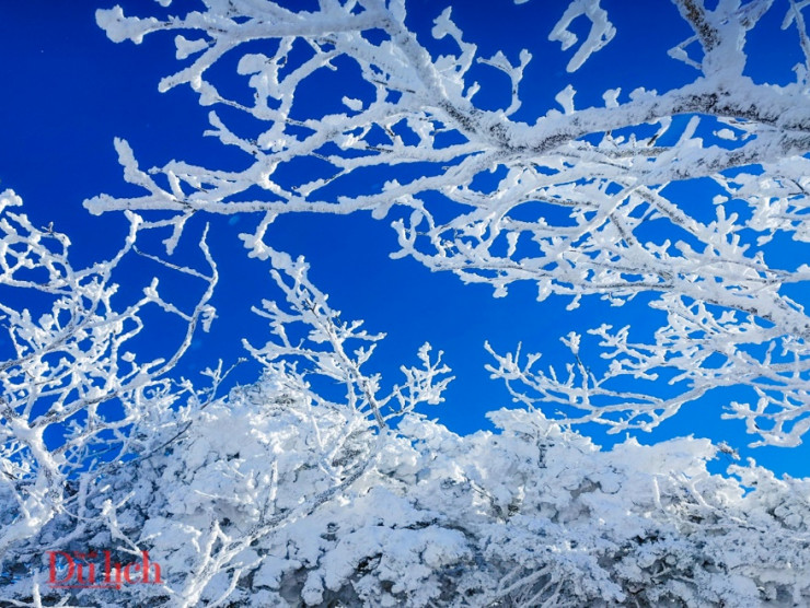Nắng xuyên qua những tán cây phủ đầy bông tuyết càng nổi bật trên nền trời thăm thẳm.
