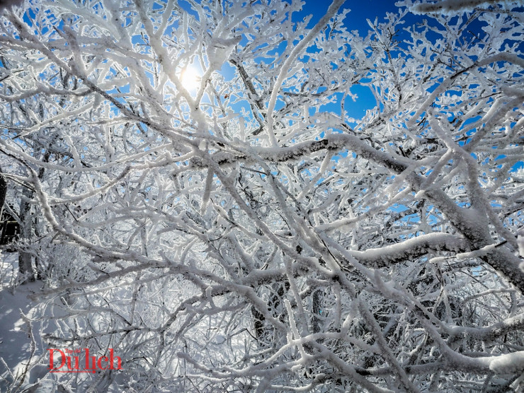 Có thể khuất sau hàng cây đọng đầy băng tuyết là Nữ hoàng băng giá đang chờ bạn đấy!